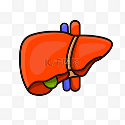 肝脏胆囊血管肝剪贴画