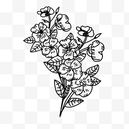 黑色线条画花朵花卉