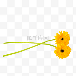 黄色弗朗菊花花卉花束