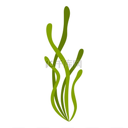 海洋卡通植物图片_藻类的风格化插图海洋植物群和自