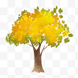 黄色桂树树木