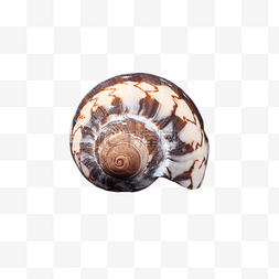 静物动物海岸海螺