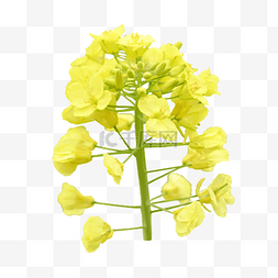黄色油菜花花瓣叶子特写