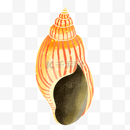 花瓶凤凰螺海螺黄色条纹图片