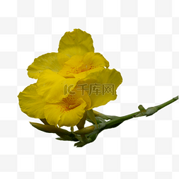 茶鲜花图片_美人蕉黄色自然植物
