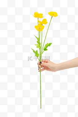 手拿黄色小雏菊