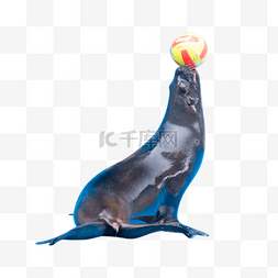 海狮免扣PNG图图片_玩球海狮