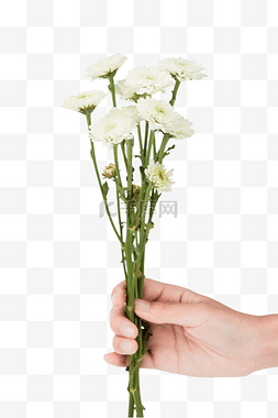 祭奠菊花白色菊花