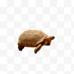 苏卡达象龟陆地体型乌龟