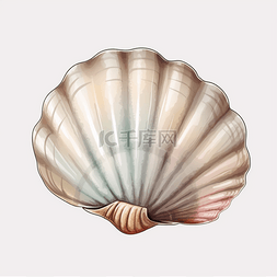 手绘海螺贝壳图片_彩色手绘海洋贝壳