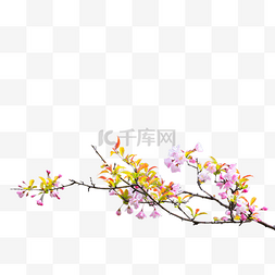春天植物海棠花树枝
