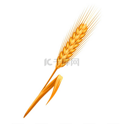 麦穗收获图片_成熟小麦穗的插图农业自然标志成