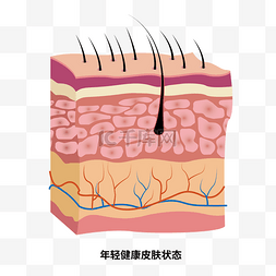 年轻健康正常皮肤状态问题立体剖