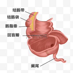 组织器官图片_医疗人体组织器官阑尾