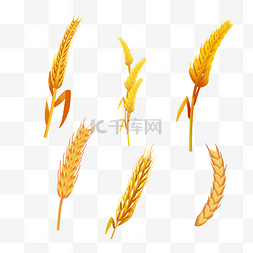 秋季农作物丰收图片_秋季丰收小麦麦穗