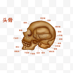 人体器官骨图片_人体医疗组织器官脑部头骨示意图