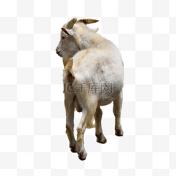 山羊白色农牧哺乳动物