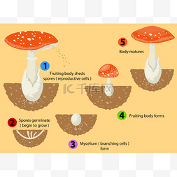 真菌生命周期