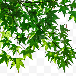 绿色树叶摄影图图片_秋天树叶枫叶