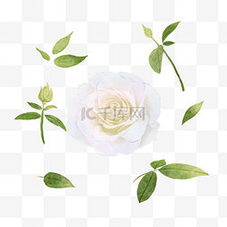 白玫瑰水彩婚礼花卉与叶子