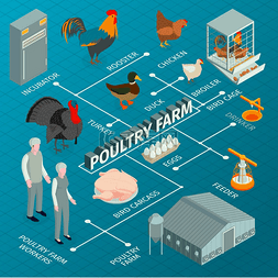等距家禽农场流程图组合与农场动