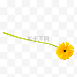 太阳图片_黄色弗朗菊花花束