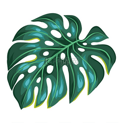 夏天夏威夷树叶图片_风格化的梦蝶棕榈叶插图热带树叶