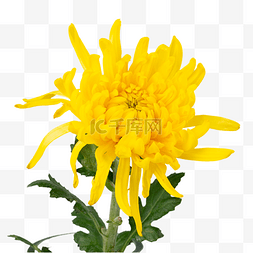 清明节黄色菊花鲜花