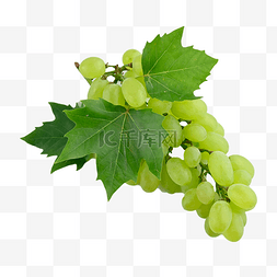 吐鲁番的葡萄熟了图片_葡萄维生素摄影图颜色
