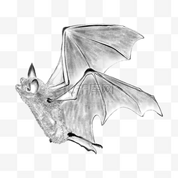 蝙蝠素描风格动物