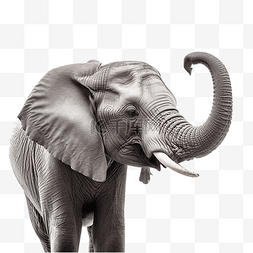 一头大象免扣摄影动物