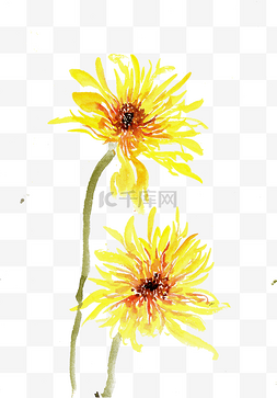 黄色的菊花花瓣图片_黄色的菊花