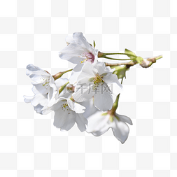 礼艺术字体图片_白色花朵树枝植物樱花