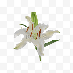 白色花瓶盆栽图片_百合盆栽花朵白色