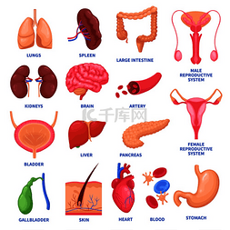 一组人体内部器官，包括大脑、心