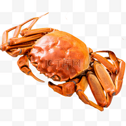 螃蟹蟹图片_大闸蟹螃蟹