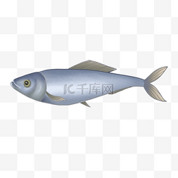 鲱鱼新鲜海鲜卡通插图