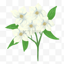 花卉植物海报图片_茉莉花洁白花卉植物