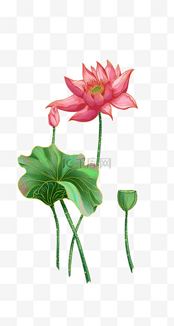 荷花手绘古风线描粉色夏日荷叶png