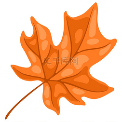 枫叶插图季节性秋季植物图片枫叶