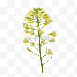黄色油菜花植物叶子特写