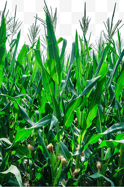 农村农业玉米玉米地生长