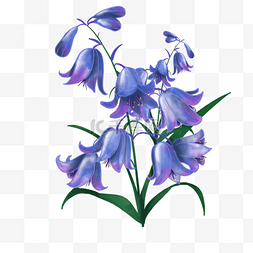 水彩风格蓝紫色蓝铃花婚礼植物