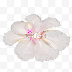 白色牡丹花瓣