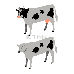 大型背景图图片_两头带有黑点的白色奶牛分离的等