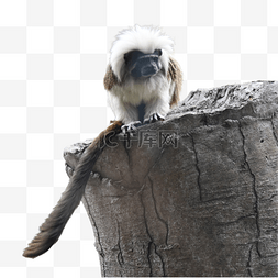 棉冠猴濒危白发绒猴动物