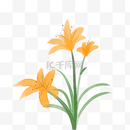 黄花菜黄色花枝