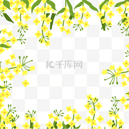 盛开的黄色油菜花春天花卉边框
