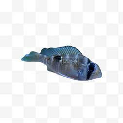 潜水海底热带鱼