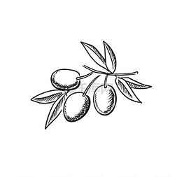 成熟橄榄的分支孤立在白色背景上